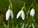 Snowdrops