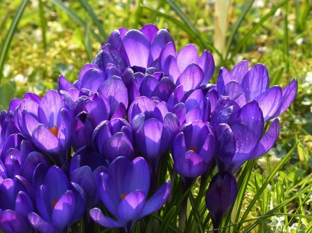 Purple Crocus - nature, purple, cool, photography, flowers