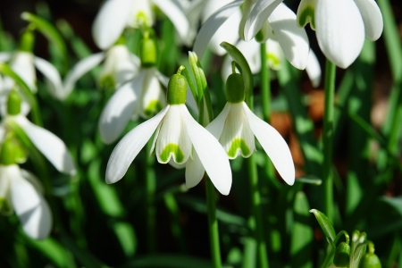 Snowdrops - cool, flowers, spring, photography, nature