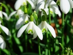 Snowdrops