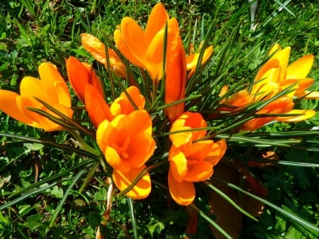 Crocus - nature, crocus, cool, photography, flowers, spring