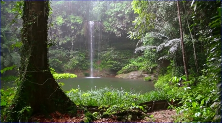 rainforest - trees, rain, stream, water, summer, rainforest, waterfall, nature, cool, forest, river, green, tree, pond