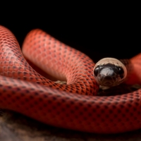 Black-Collared Snake