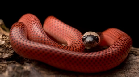 Black-Collared Snake - fauna, snake, black collared snake, animal, reptile