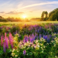 Summer Flowers Lupins