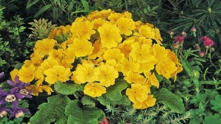 Yellow Premula - primula, flowers, yellow, macro, nature