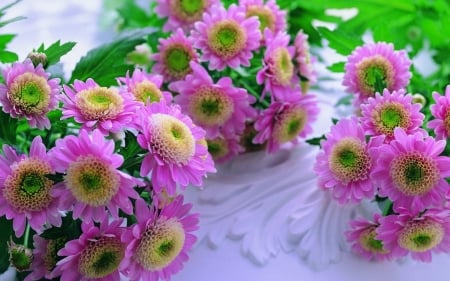 Beautiful asters - asters, pink, beautiful, flowers, daisies, bunches, nature