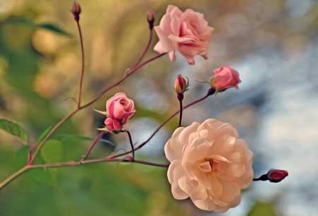 Pink Roses - pretty, rose, flower, pink