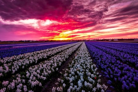 Amazing sunset over flowers field - amazing, beautiful, spring, colors, flowers, colorful, sunset, field, sky