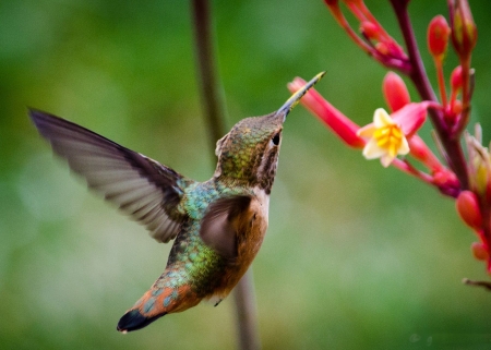 Hummingbird - flying, flower, nature, blossom