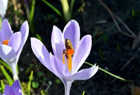 White Crocus with Bee - insect, plant, blossom, garden, spring