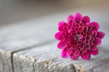 Pink flower - macro, flower, pink, wood