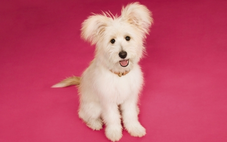 Puppy - white, animal, cute, dog, caine, puppy, lovely, pink