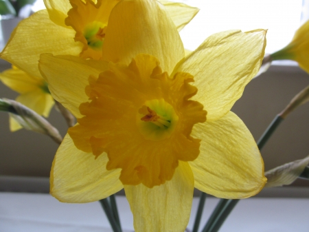 Welcome Spring - Yellow, Flowers, Spring, Plants, Daffodils, Petals