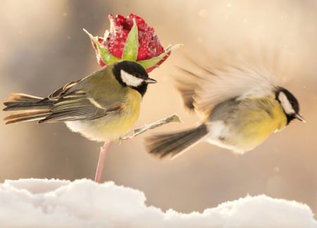 Blue tit - bird, winter, wing, snow, flying, blue tit, flower, red, rose, pasare, couple