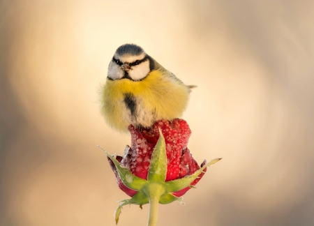 Blue tit - winter, rose, pasare, bird, yellow, red, blue, flower, tit