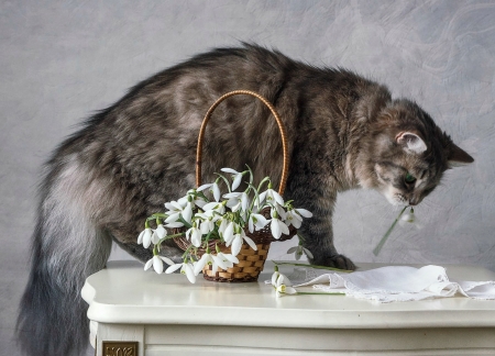 Snowdrop robbery - spring, flower, cat, basket, pisica, robbery, snowdrop, animal, daykiney