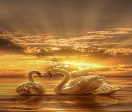 Golden morn - swans, sunrise, pair, golden, swim