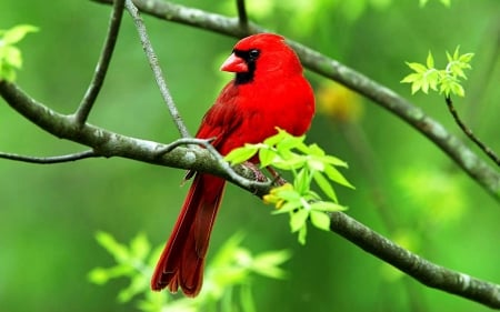 Cardinal - birds, branch, Cardinal, beautiful, red