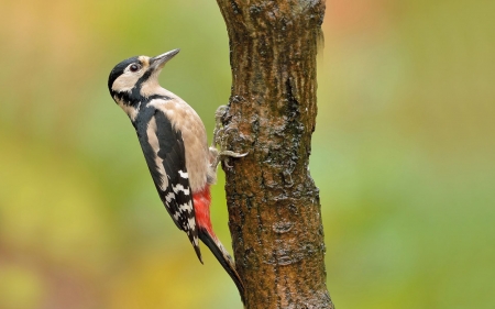 northeastern Woodpecker - background, animals, woodpecker, tree, birds