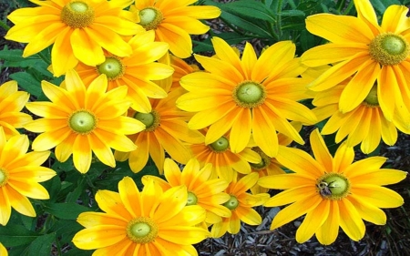 beautiful flowers - flowers, beauty, yellow, nature