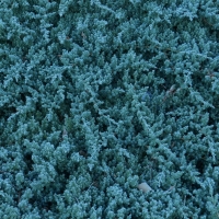 Frost On The Green