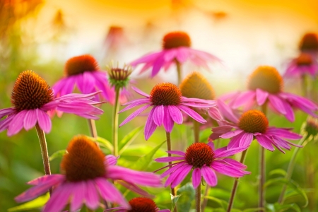 Garden flowers