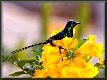 Sweet little Bird - animal, sweet, bird, flower