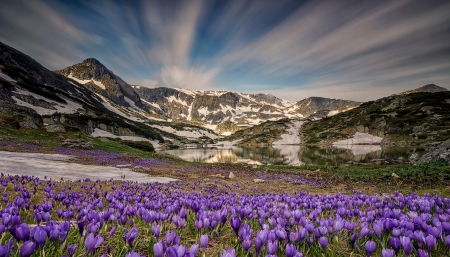 Mountain View - nature, crocus, mountain, flower