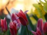 Pretty Tulips