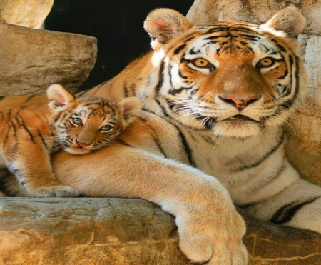 My Mom - wild, cub, tiger, mother