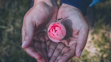 For you! - flower, rose, pink, hand, bud, man