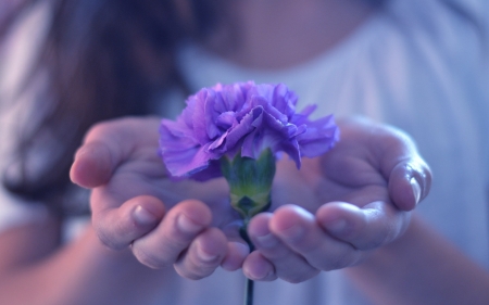 For you! - woman, purple, garoafa, pink, hand, lilac, flower, clavel