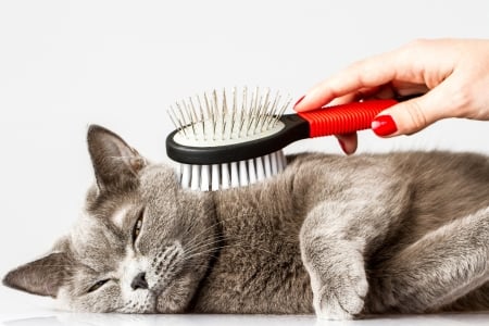 Cat - pisica, animal, brush, cute, cat, paw