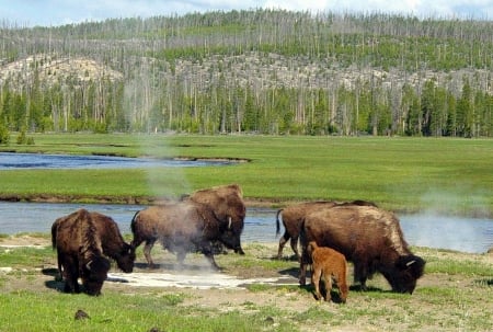 Buffaloes Near A Hot Spring In Yellowstone