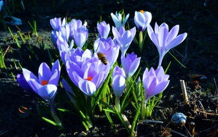 Crocus - blossoms, petals, blue, plants, garden, spring