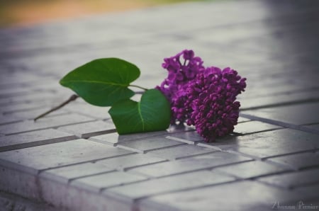 Spring flower - flowers, bokeh, purple flowers, nature, spring