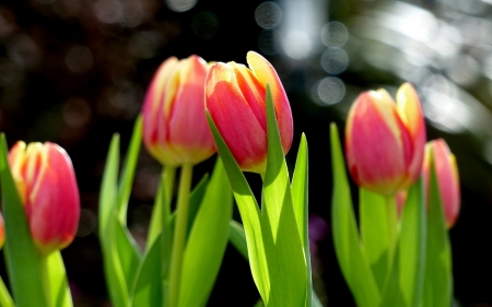 Tulips - flowers, bokeh, tulips, nature