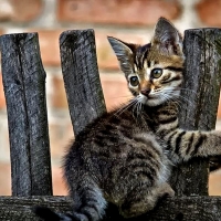 Cute Tabby Kitten C