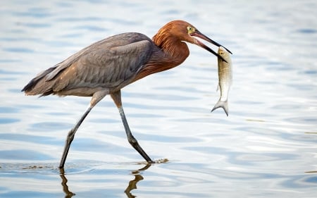 Reddish Egret with Take Out Dinner - bird, egret, fish, animals