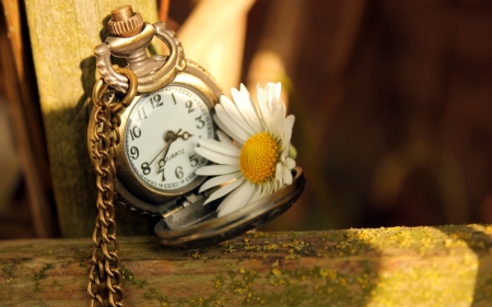 daisy in time - flower, watch, time, daisy