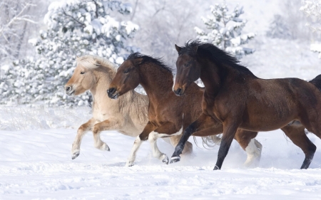 norwegian horses - snow, winter, horse, tree