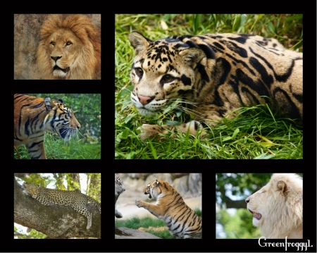 BIG CATS MIX - mix, big, image, cats