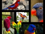 PARROT COLLAGE