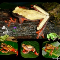 FROGS COLLAGE