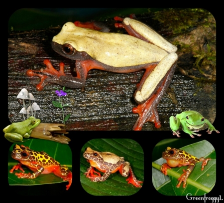 FROGS COLLAGE - IMAGE, CREATION, COLLAGE, FROGS