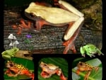 FROGS COLLAGE