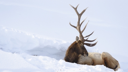 Deer - snow, animals, deer, horn