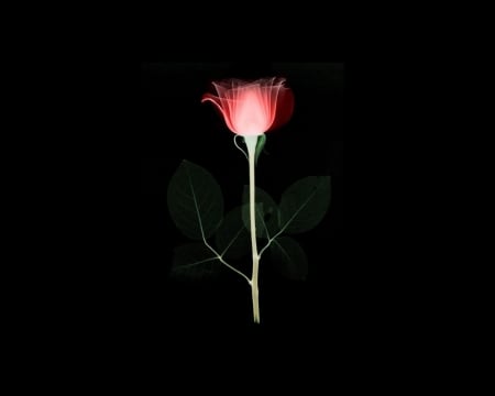 Beautiful Rose - art, dark, rose, flower