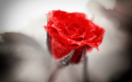 Red Rose - red, flower, rose, snow